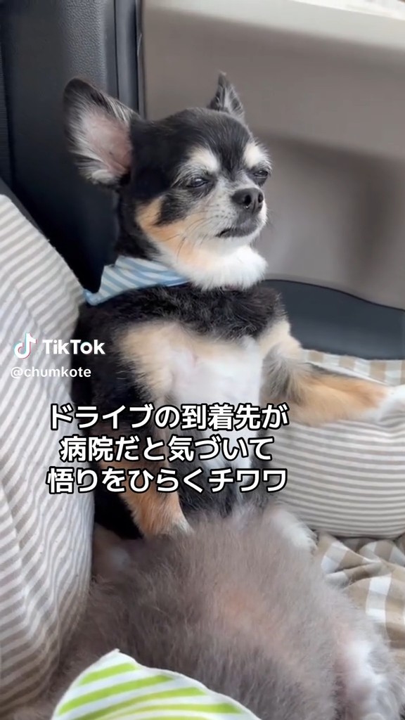 遠い目をするちゃむくん