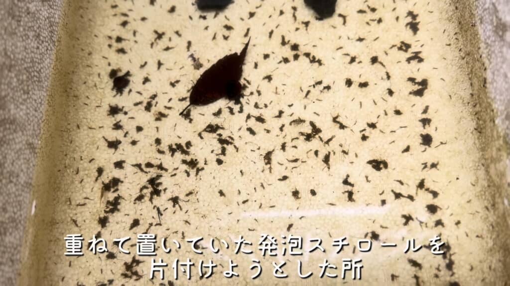 放置していた発泡スチロールの箱をよく見ると……