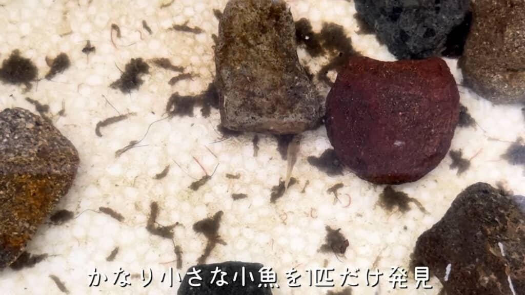 正体不明の小魚を発見!
