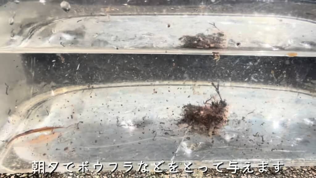 人工飼料を食べないので、ボウフラを獲ってきてエサにしています