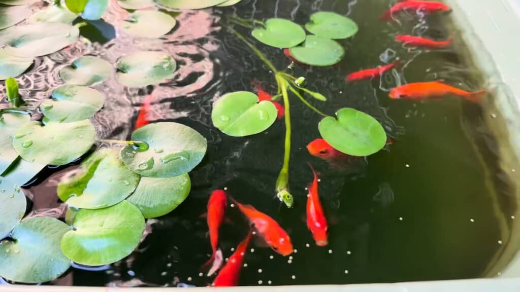 くまさんが飼育している金魚