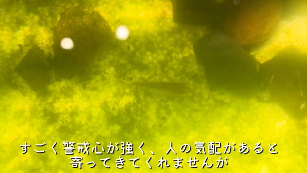 小魚は少しずつ大きくなっています
