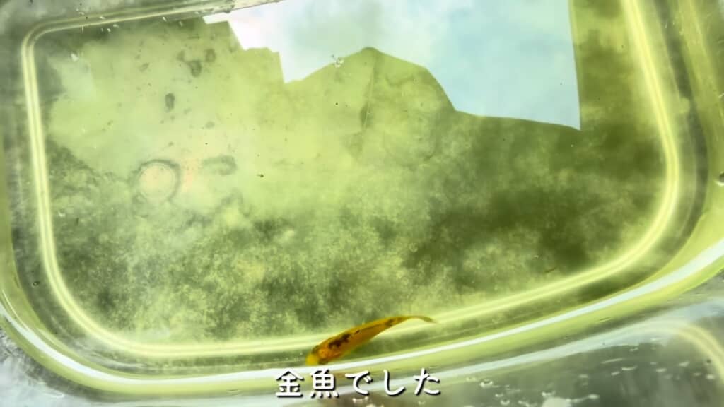 小魚の正体はなんと金魚でした!