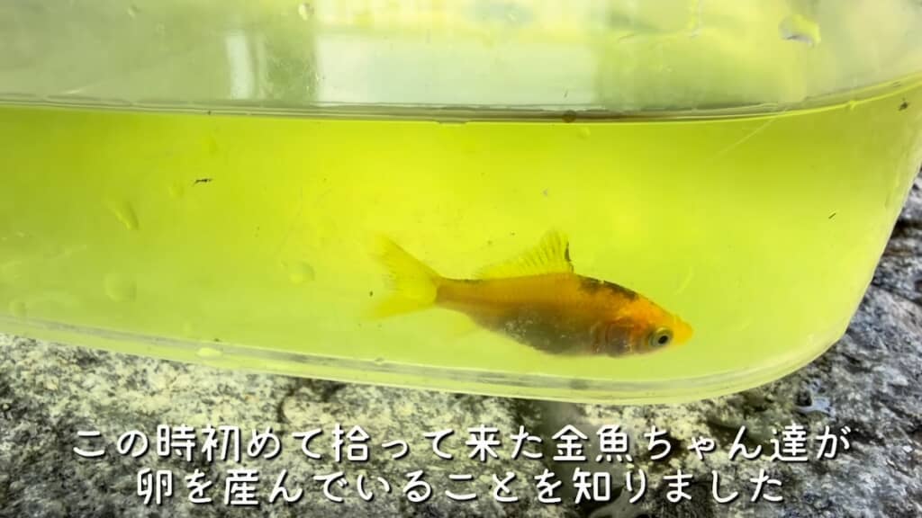 もともと飼っていた金魚の卵が、いつの間にか発泡スチロールに入っていたもよう