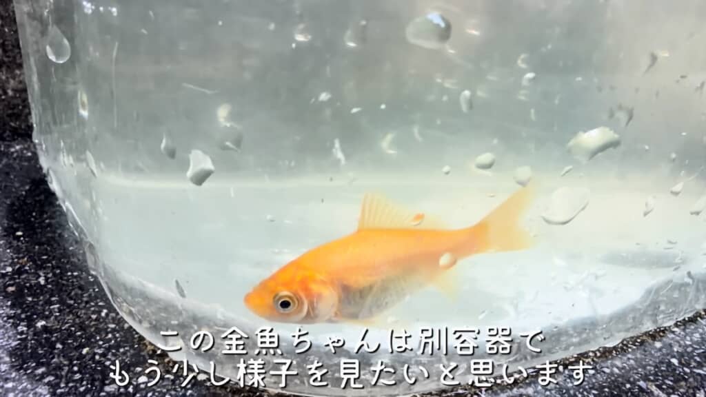 きれいなオレンジ色の金魚になりました