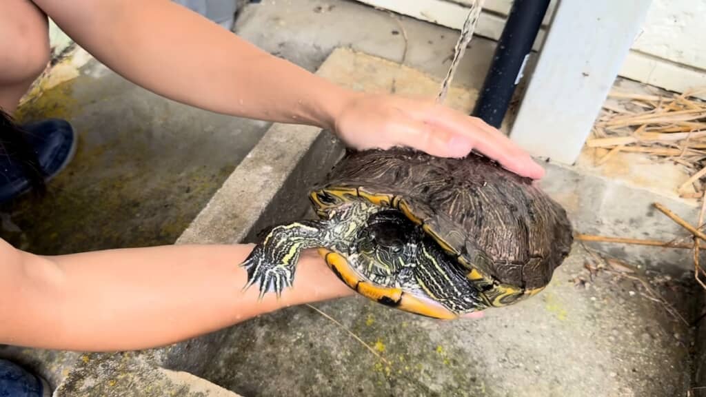 亀をきれいに洗うくまさん