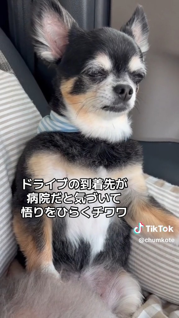 全てを察しているみたい