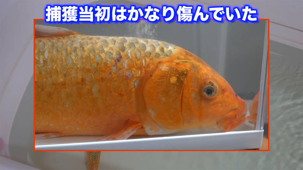 捕獲した直後はあちこちがボロボロでした