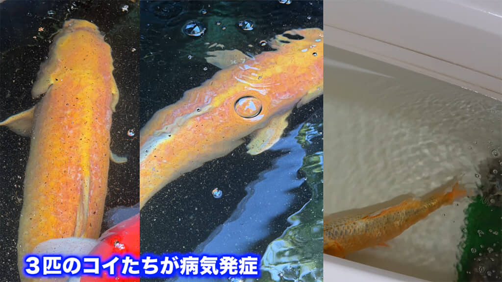 もともと飼育していたニシキゴイに病気が発生