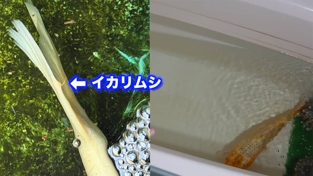 その後寄生虫も発生、治療と経過観察をしていました