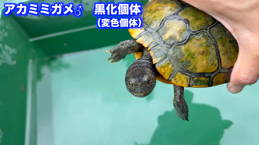 アカミミガメの黒化個体が釣れました