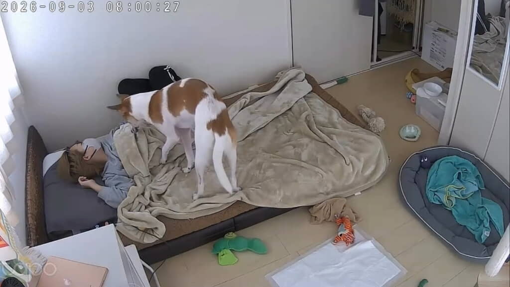 しかし飼い主さんは起きません