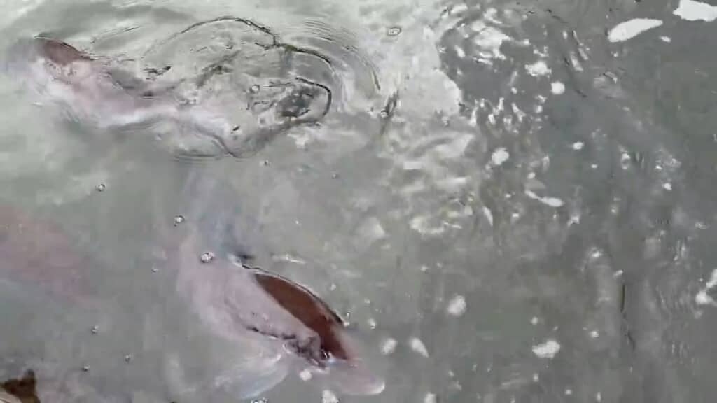 実は海水魚を飼っている人工水路。エサやり体験も実施されています