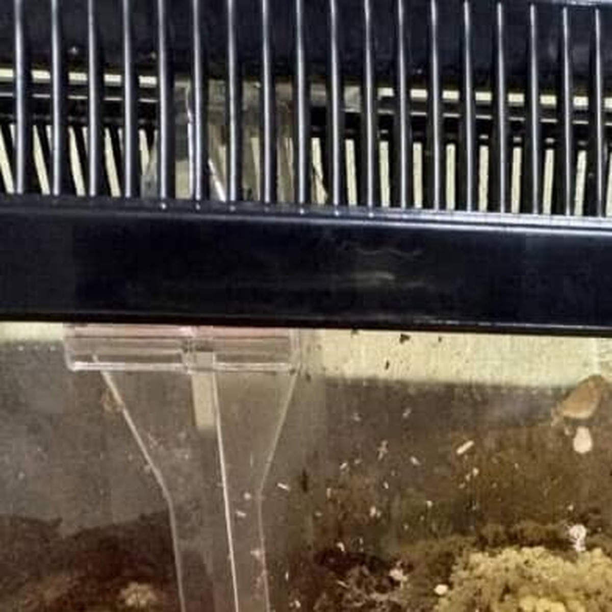 死んだクワガタの飼育ケースに突然…… 直視しがたい“ショックな惨状”に「気持ち悪い!!」「何が起きてるの!?」(1/3) | ライフスタイル ねとらぼ