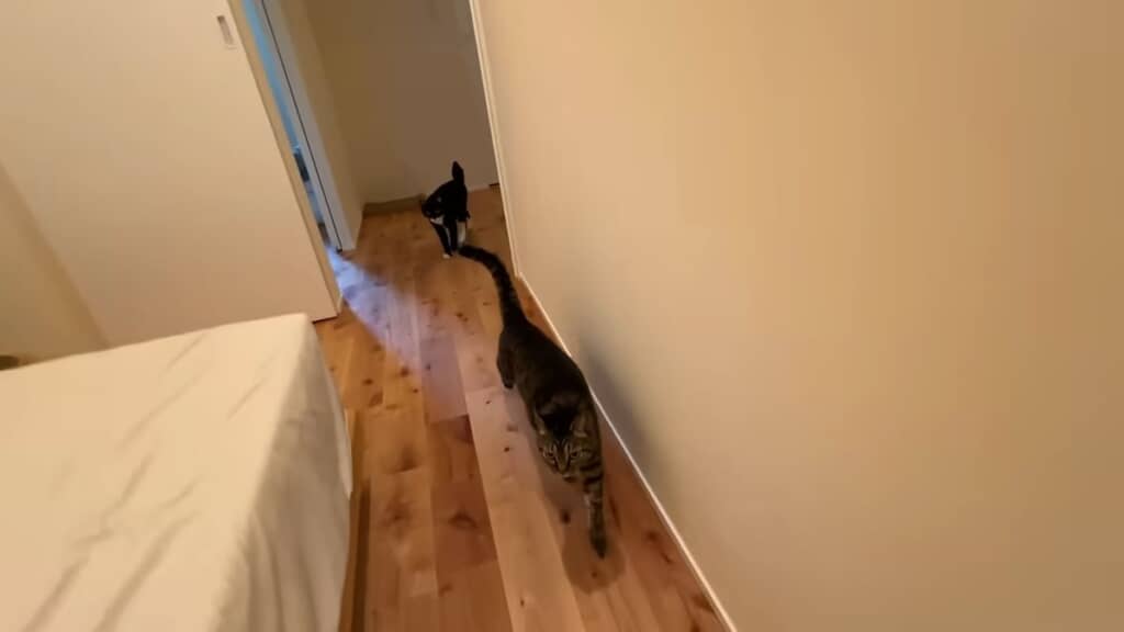 寝室撮影中にやってきた2匹の猫