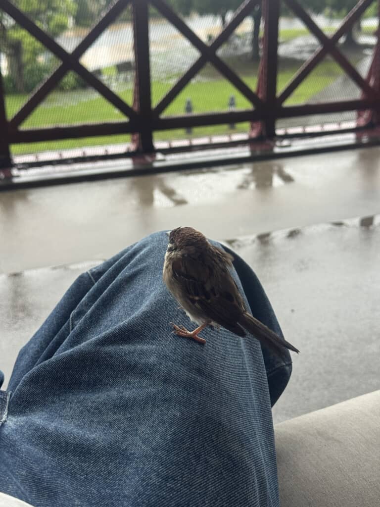 濡れた足元にすずめが雨宿り