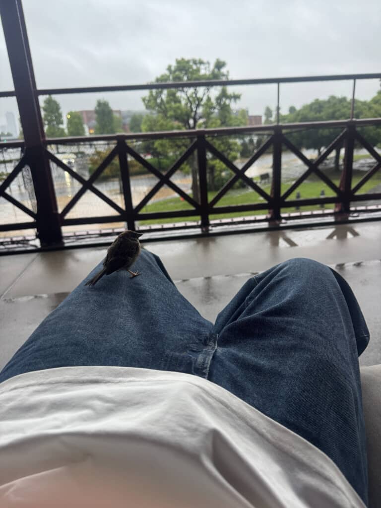 濡れた足元にすずめが雨宿り