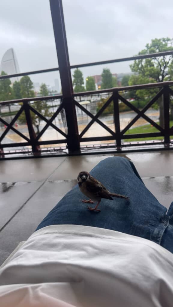 濡れた足元にすずめが雨宿り