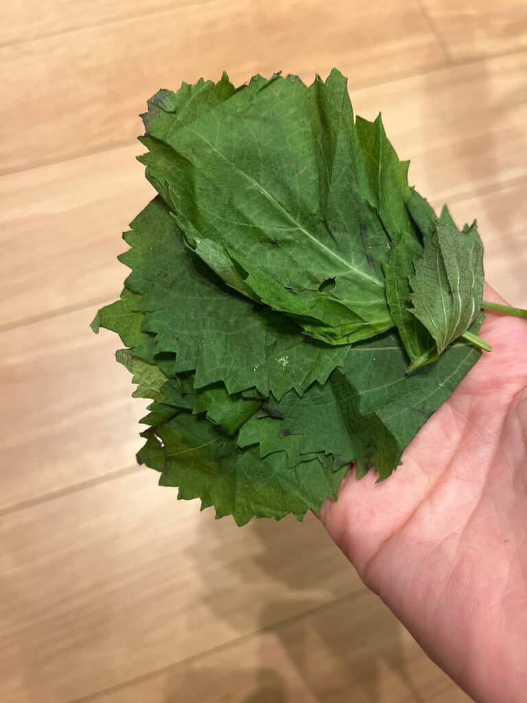 四つ葉のクローバーかと思ったら……?