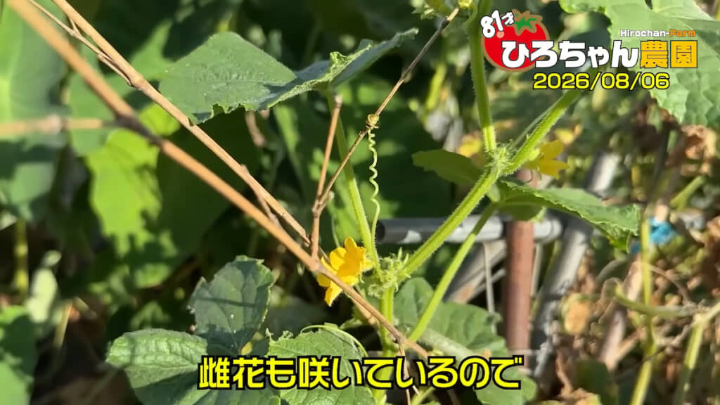 新たな花も付いており、まだまだキュウリが採れそう