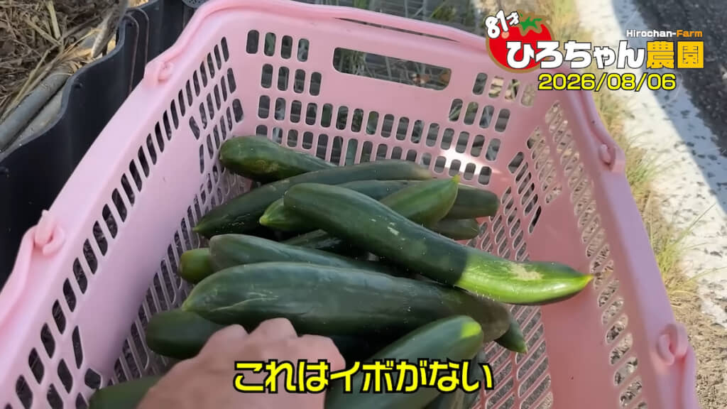 「夢そだち」はイボがないのが特徴