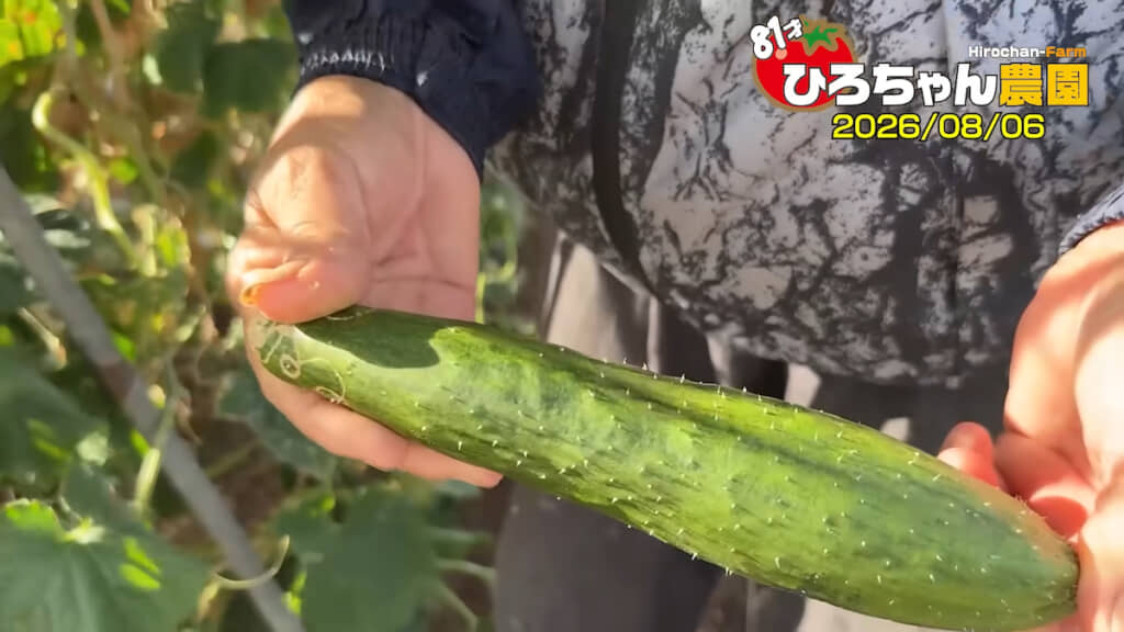 その名のとおりシャキッとした食感の「シャキット」