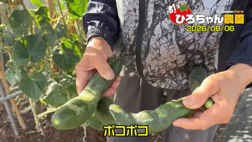 ボコボコになってしまったキュウリは廃棄