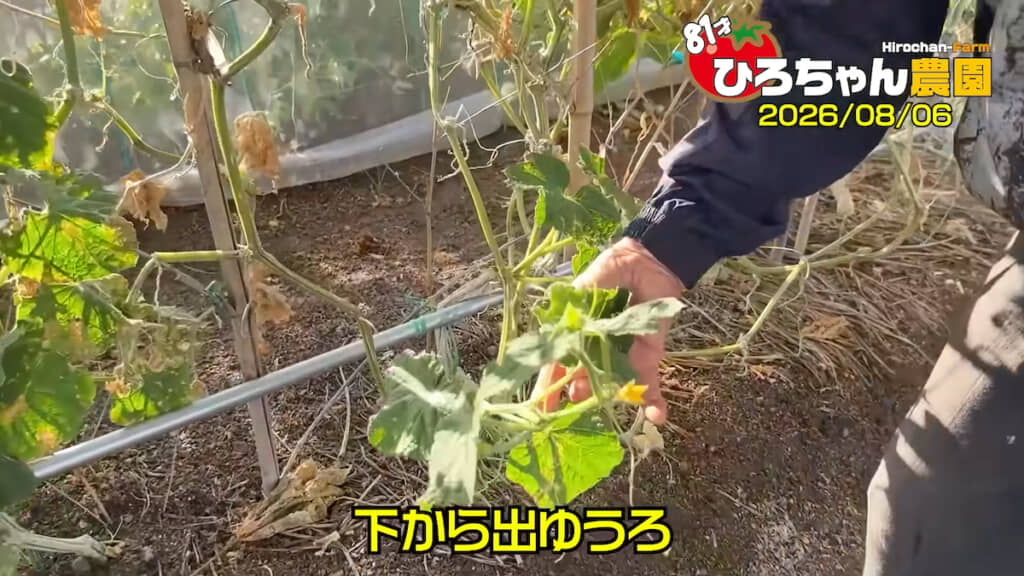 新しい枝葉がどんどん生えてきている