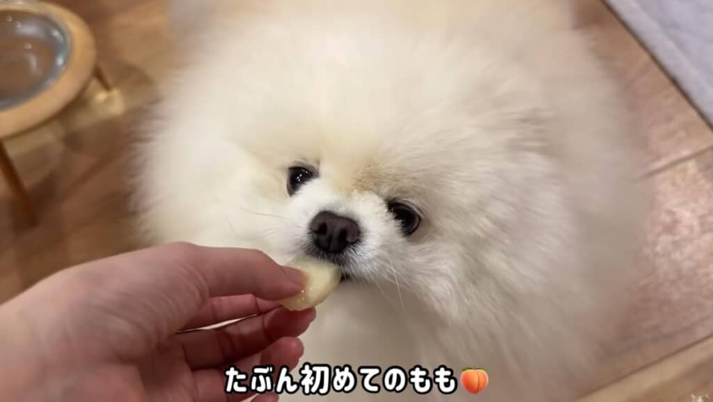 みんなで桃を堪能中