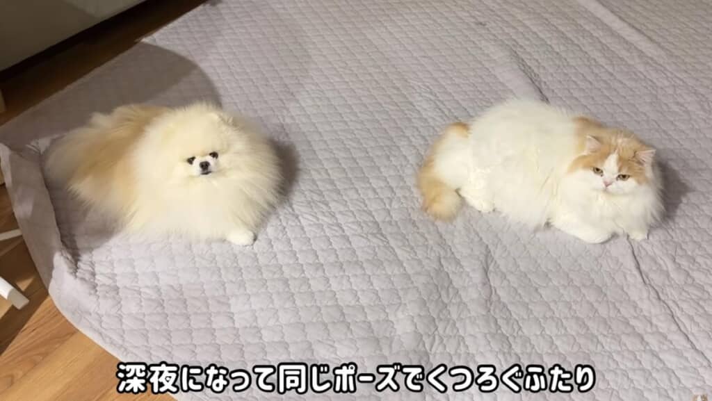 同じポーズでくつろぎタイム