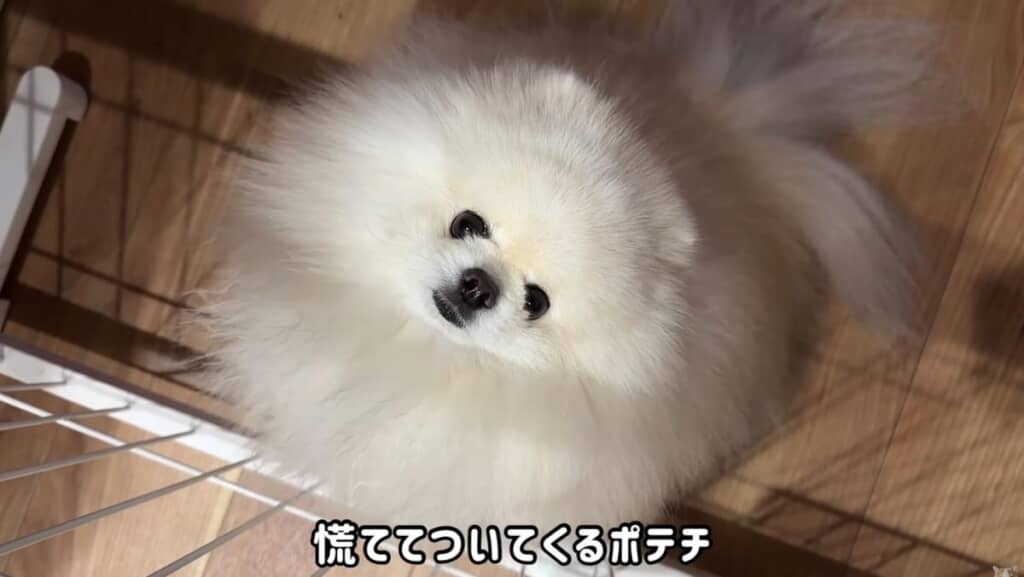 飼い主さんに慌ててついてくるポテチくん