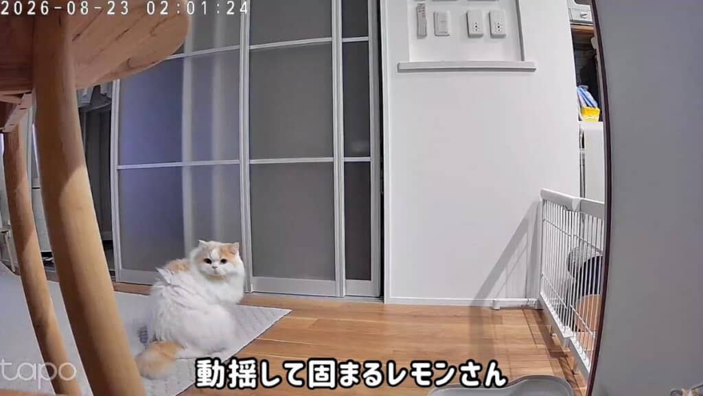 動揺して固まるレモンくん