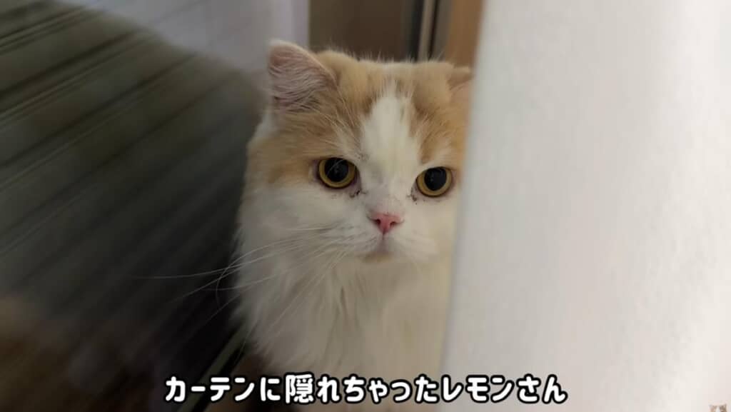 カーテンの裏に隠れてしまいました
