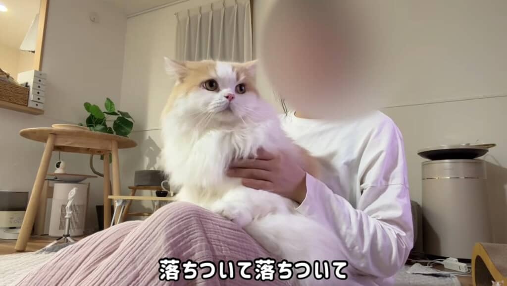 抱っこをして落ち着かせます