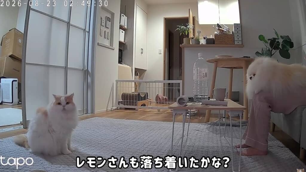 ポテトくんを膝にのせ情報収集