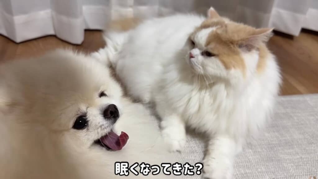 眠くなってきたかな?
