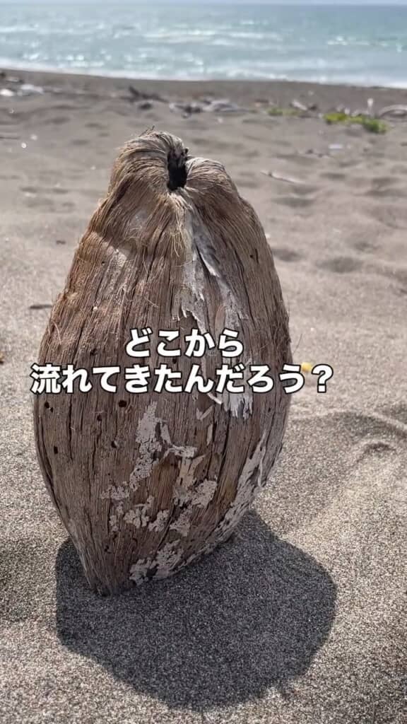 どれだけ遠くから流れてきたのやら