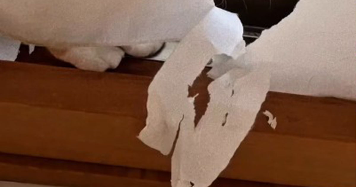 愛猫が破ってしまった障子→セリアの手ぬぐいで……　驚きの仕上がりに「思いつかなかったわ！」「これはレトロ感あって素敵」（1/2） | リフォーム・リノベーション・DIY ねとらぼ