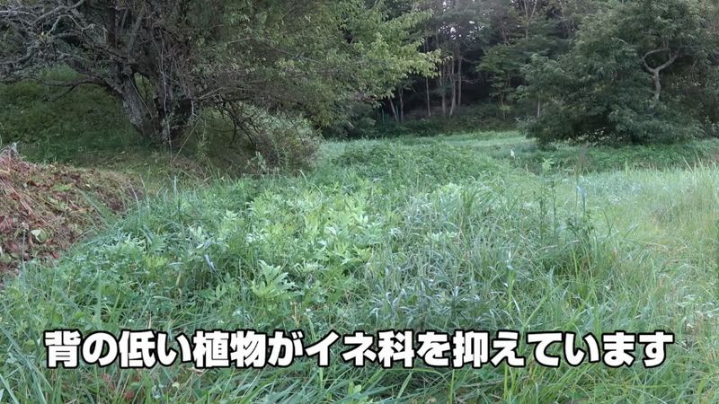 イネ科の雑草があまり伸びていません