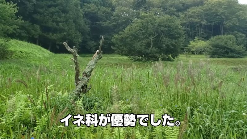 高刈りを繰り返し行う前の様子。イネ科の植物の勢いが明らかに圧倒的でした
