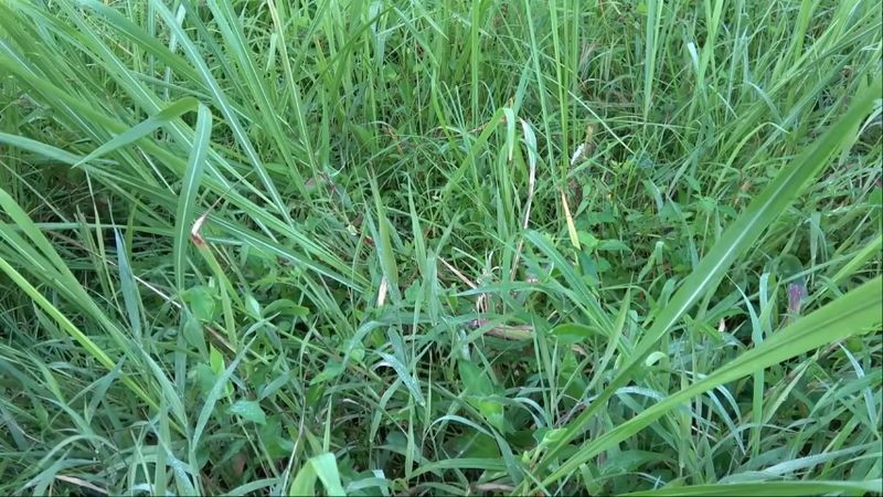 茂みの中には他の植物もしっかり生えている！
