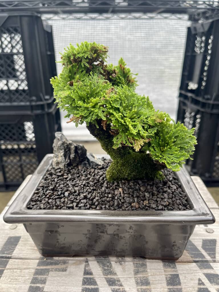 復活した岩檜葉