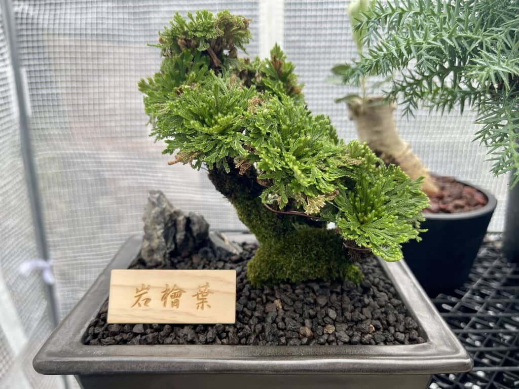 木製のネームタグが設置