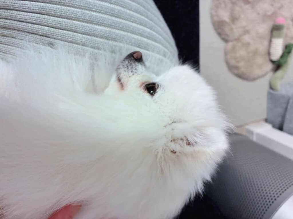 うるうるおめめがたまらない