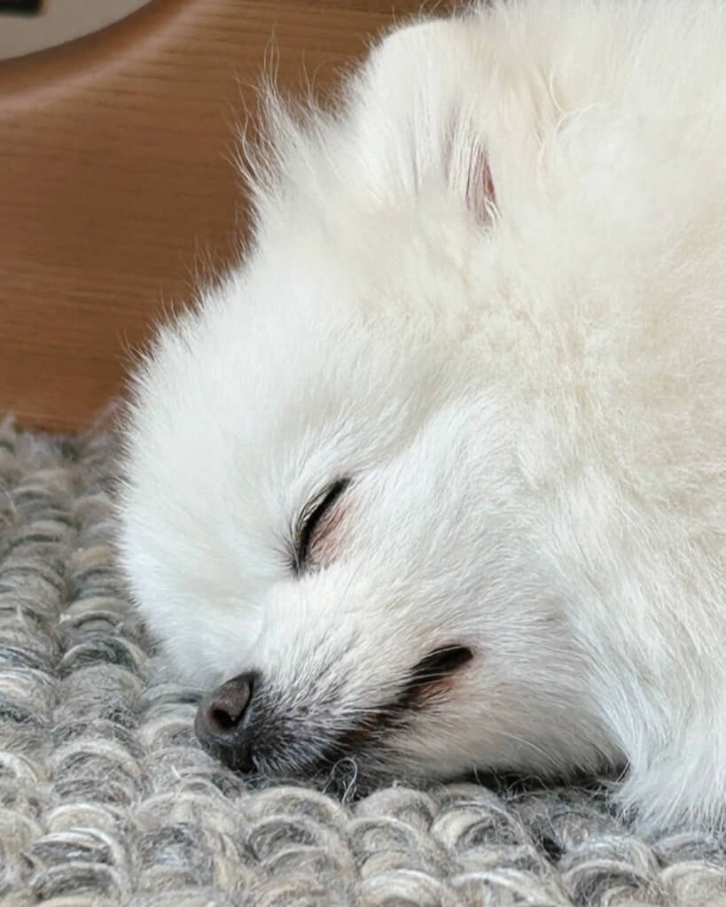 すやすやこまめちゃん