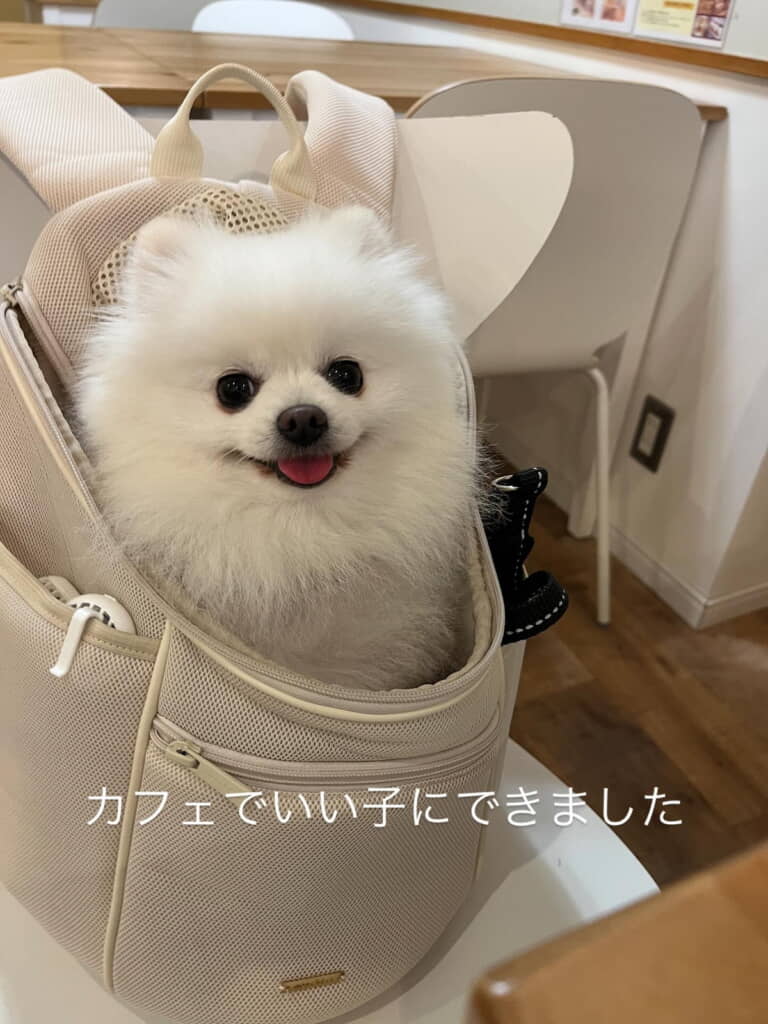 こまめちゃんはカフェでもとってもお利口さん