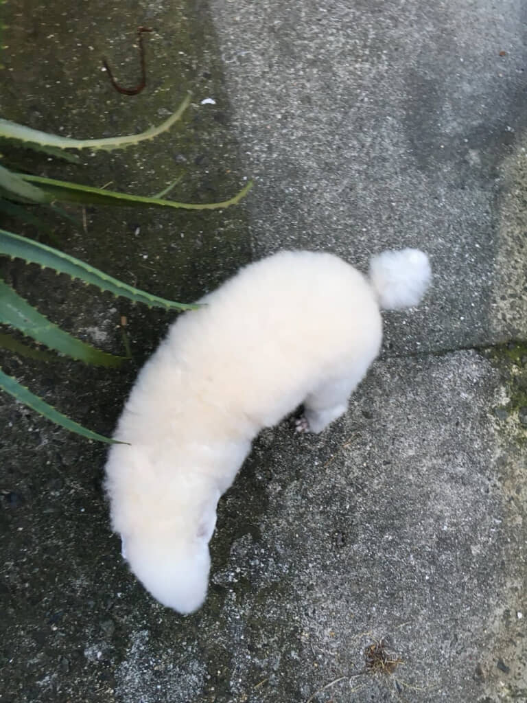 えっ……犬……？