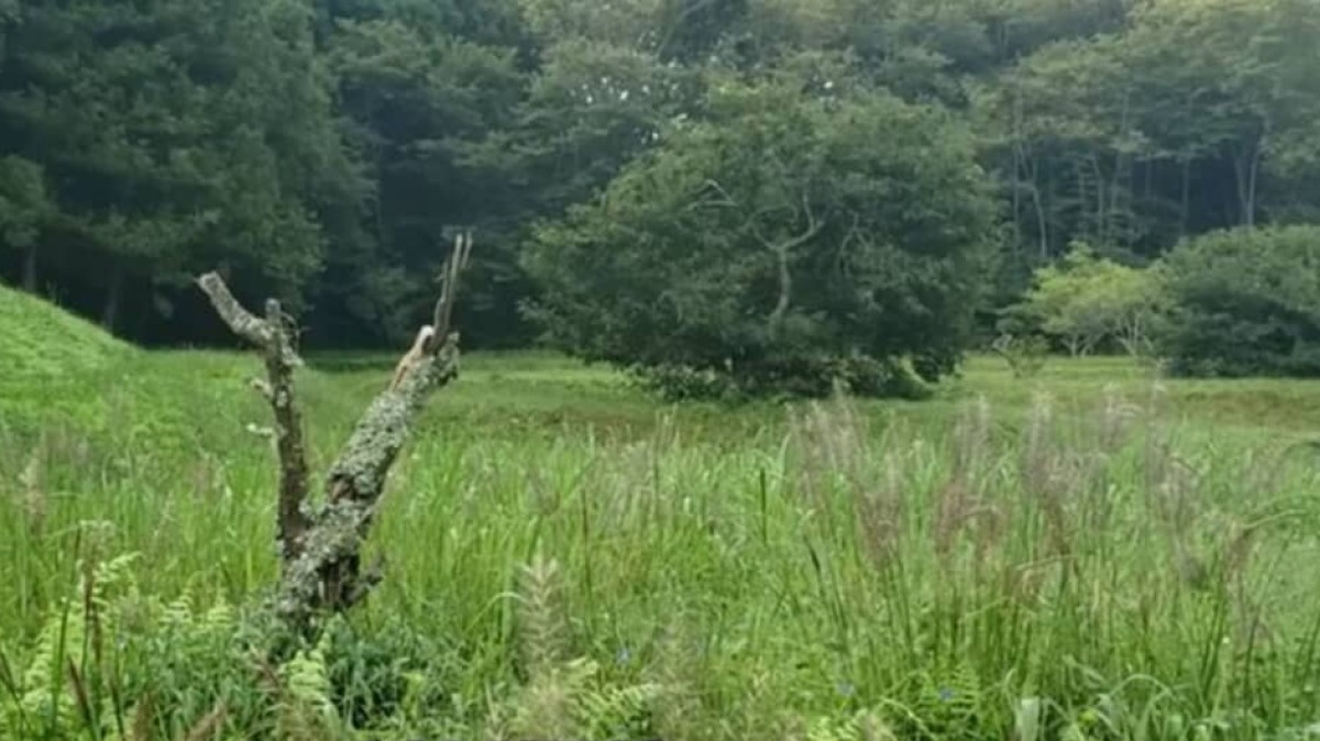 雑草ボーボーの場所を目からウロコの方法で草刈りしたら、2カ月後……「すげえーな」　170万再生された光景に「ビックリ」　投稿者に話を聞いた（1/3） | ライフスタイル ねとらぼ