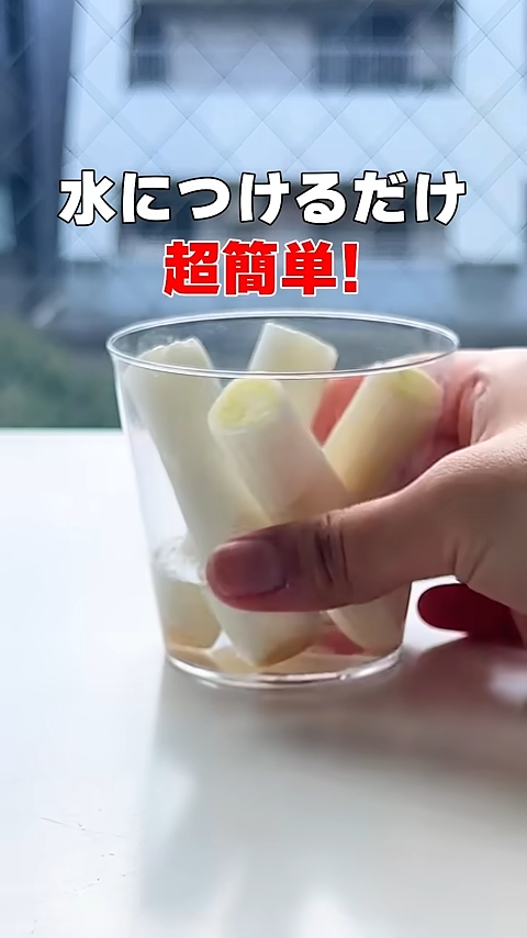 プラスチックのカップに切った白ネギの根に近い部分を入れ水を入れている