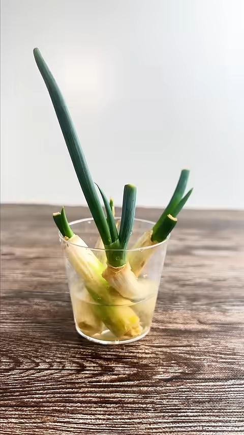 緑の部分がどんどん伸びていく